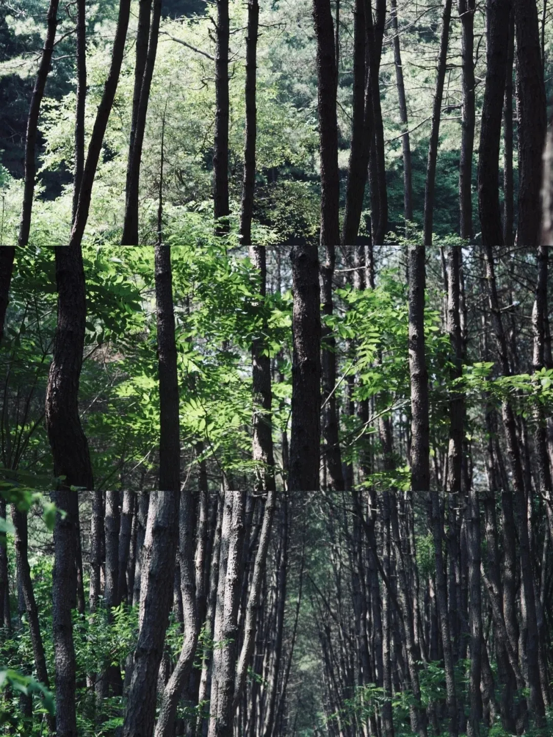 疫情结束了，我要去陕北这座森林公园